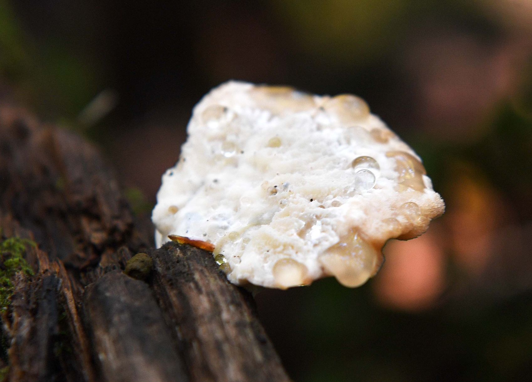 Pennsylvania Mushroom A.jpg